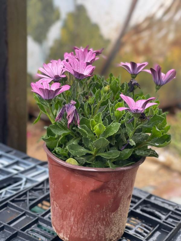 نبتة المارغاريتا