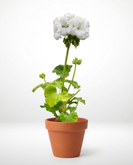 plant (21) plant (21)