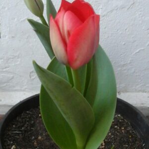 توليب (أبصال شتوية)